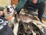 Family buys young husky from out of state ‘breeder’ and within 2 days dog gives birth to 5 puppies