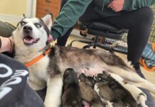 Family buys young husky from out of state ‘breeder’ and within 2 days dog gives birth to 5 puppies