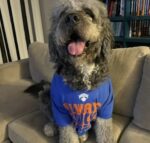 Family celebrating Knicks win tragically ends with dog shot and killed by police Family celebrating Knicks win tragically ends with dog shot and killed by police