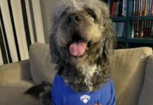 Family celebrating Knicks win tragically ends with dog shot and killed by police