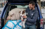 Tears of joy and happy ending for homeless Navy veteran, his dog and 250 pound pet pig