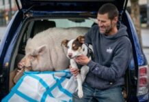 Tears of joy and happy ending for homeless Navy veteran, his dog and 250 pound pet pig