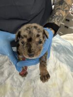 UPDATE: Mom and only surviving puppy abandoned in crate tossed away as trash: Christmas well spent for both