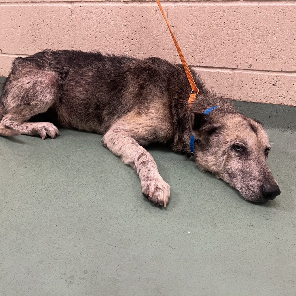 Calm and engaging shepherd brothers on heartbreaking roll of bad luck need a path out of shelter Calm and engaging shepherd brothers on heartbreaking roll of bad luck need a path out of shelter