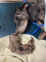 UPDATE: Mom and only surviving pup found locked in crate for 2 weeks miracle recoveries