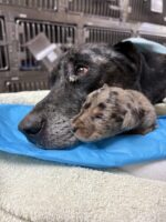 Heartbreaking: Mom and only surviving puppy abandoned in crate receiving round- the-clock care at Texas veterinarian hospital Heartbreaking: Mom and only surviving puppy abandoned in crate receiving round- the-clock care at Texas veterinarian hospital