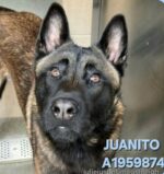 UPDATE: Family’s Belgian Malinois surrendered to shelter for ‘grabbing child’s shirt’ UPDATE: Family’s Belgian Malinois surrendered to shelter for ‘grabbing child’s shirt’