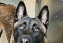 UPDATE: Family’s Belgian Malinois surrendered to shelter for ‘grabbing child’s shirt’