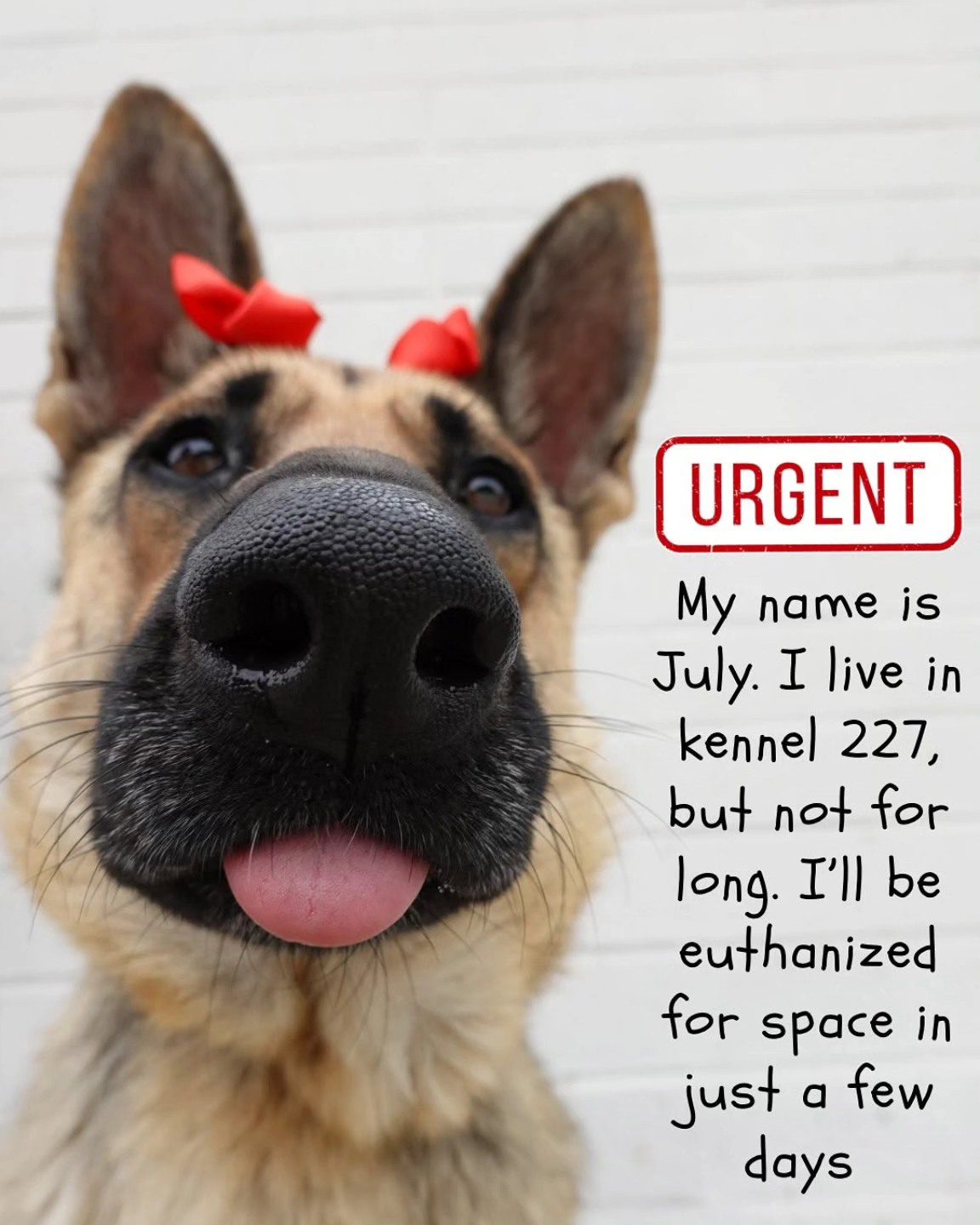 Beautiful shepherd in search of home from overcrowded shelter before her future fades away