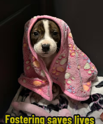 Abandoned 8 week old puppy found with mouth sealed has been recovering and turns into internet sweetheart