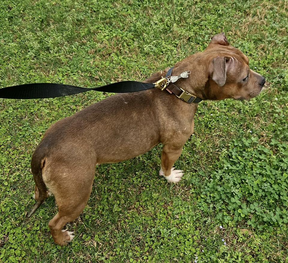 Memphis police issue arrest warrant for animal cruelty suspect captured on video abusing dog in vehicle Memphis police issue arrest warrant for animal cruelty suspect captured on video abusing dog in vehicle