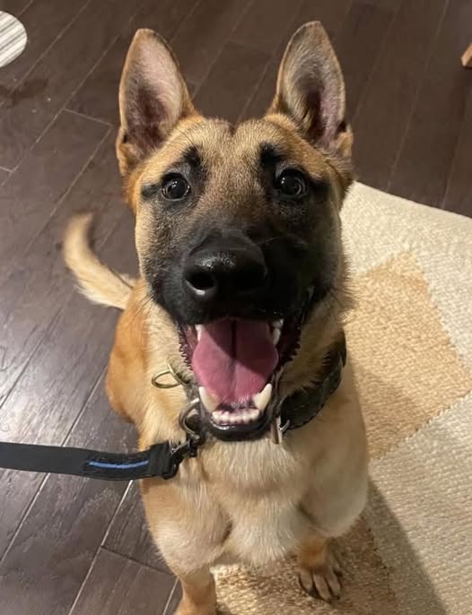 Colorado Springs K9 gravely injured while subduing barricaded suspect
