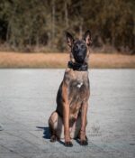 From neglected and unwanted to unforgettable: Welcome K9 Vex
