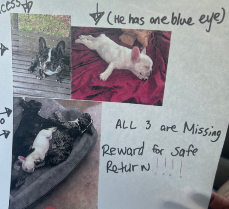 Three French bulldogs stolen by masked men captured on video broke into family’s home in broad daylight