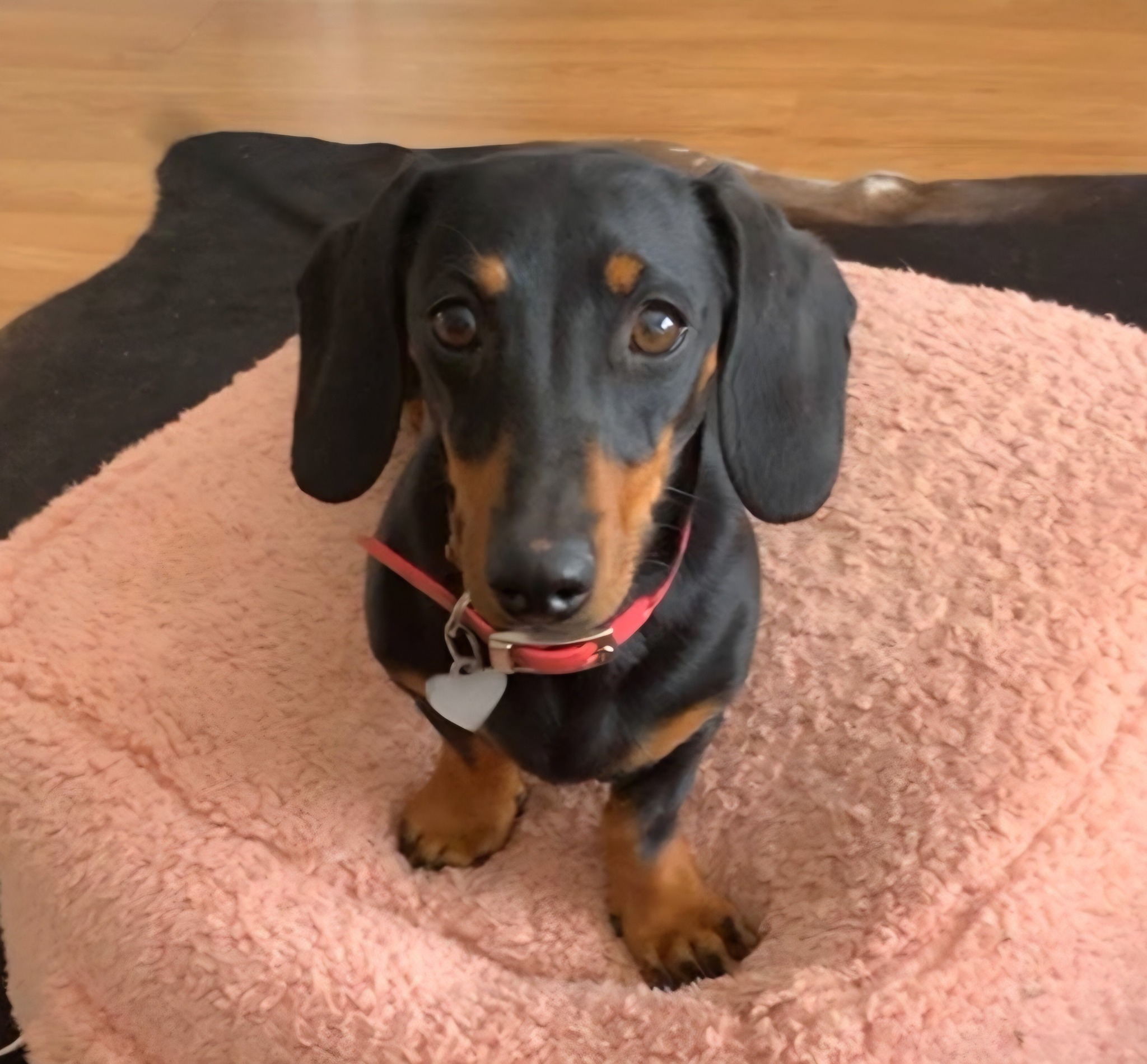 Miniature dachshund that ran away 16 months ago on island spotted and alive Miniature dachshund that ran away 16 months ago on island spotted and alive