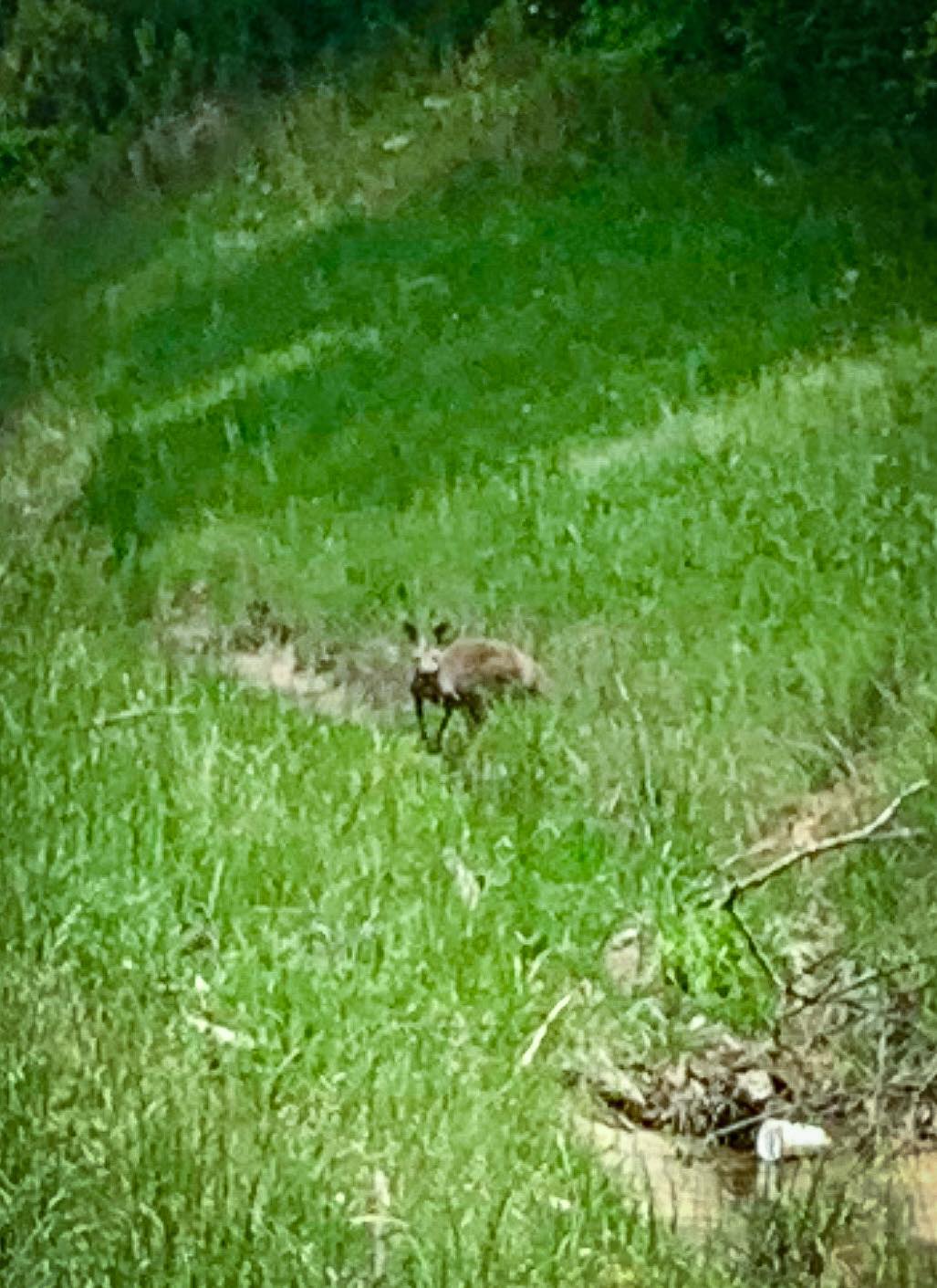 Runaway kangaroo on Alabama interstate causes accident before being recaptured