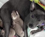 UPDATE: Mother dog reunited with newborn puppies abandoned at Kansas Walmart UPDATE: Mother dog reunited with newborn puppies abandoned at Kansas Walmart