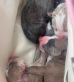 Six tiny puppies left in pink bag at Walmart parking lot captures hearts Six tiny puppies left in pink bag at Walmart parking lot captures hearts