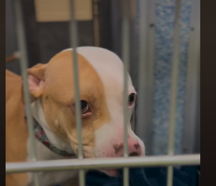 Sweetest dog with heart full of hope and lots of love hasn’t had single adoption inquiry and our hearts are breaking