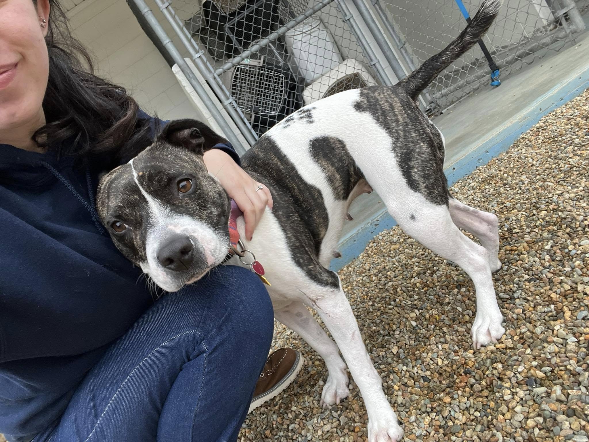 Heartbreaking: Shelter pup all packed up ready to go to new home when adopter backed out