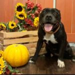 Shelter pup holds world record for fastest destruction of toy’s squeaker but she loves people and scratches