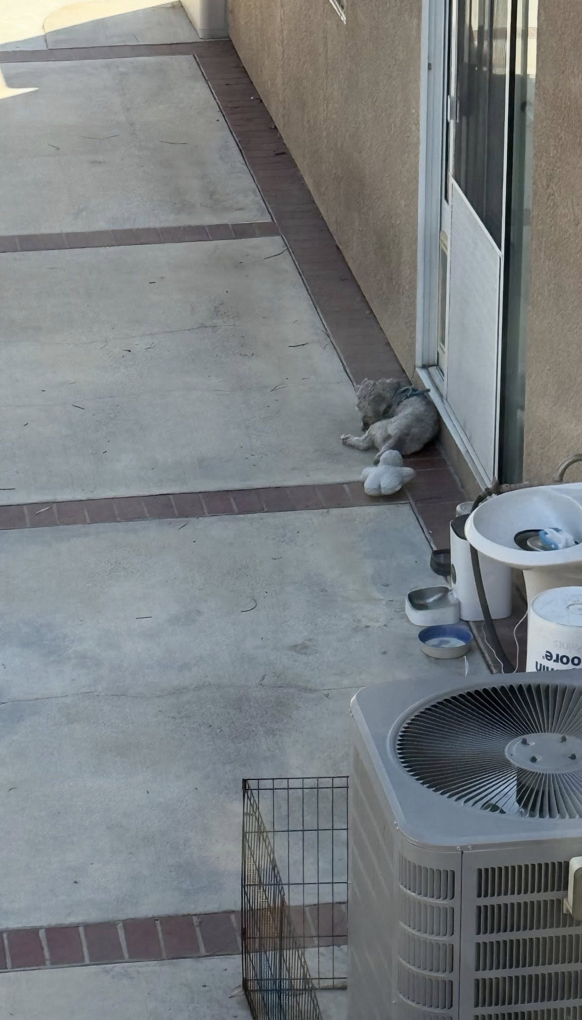 Constantly chained pup weathered heat with toy for comfort he insisted on taking with him when rescued