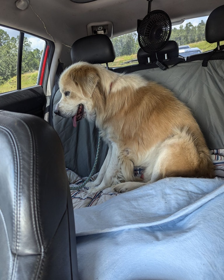 Great Pyrenees on route to new shelter ran away during transport stop in Hattiesburg