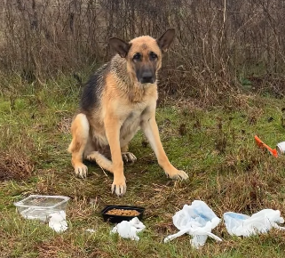 Terrified confused cold and hungry: Describing abandoned dog but this girl got lucky Terrified confused cold and hungry: Describing abandoned dog but this girl got lucky