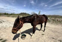 Heartbreaking discovery of race horse found abandoned and emaciated at old mine site now receiving care she deserves