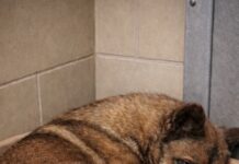 Pregnant German shepherd arrived at shelter as stray gave birth and faces dubious future without help