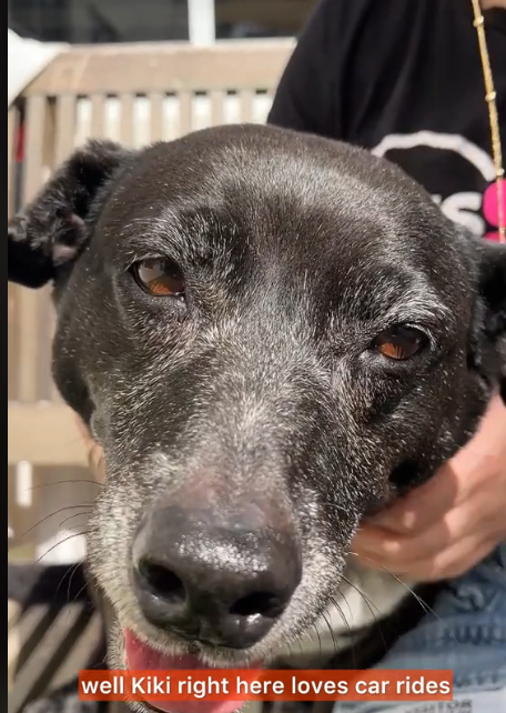 Heartbreaking: Kiki had such a hopeful face but she didn’t get adopted Heartbreaking: Kiki had such a hopeful face but she didn’t get adopted