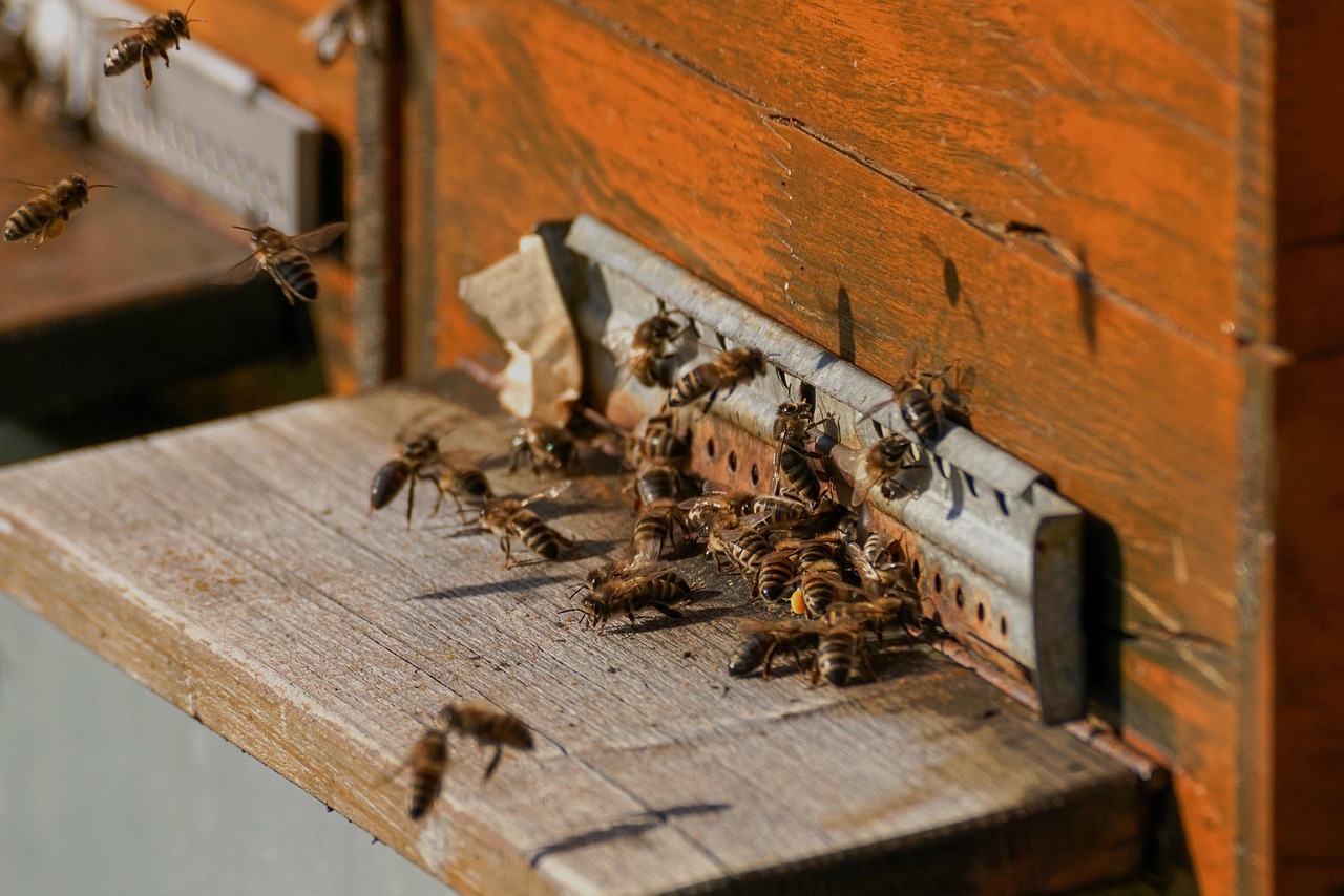 Aggressive bees in wall of home attacked homeowner and killed his 6 dogs