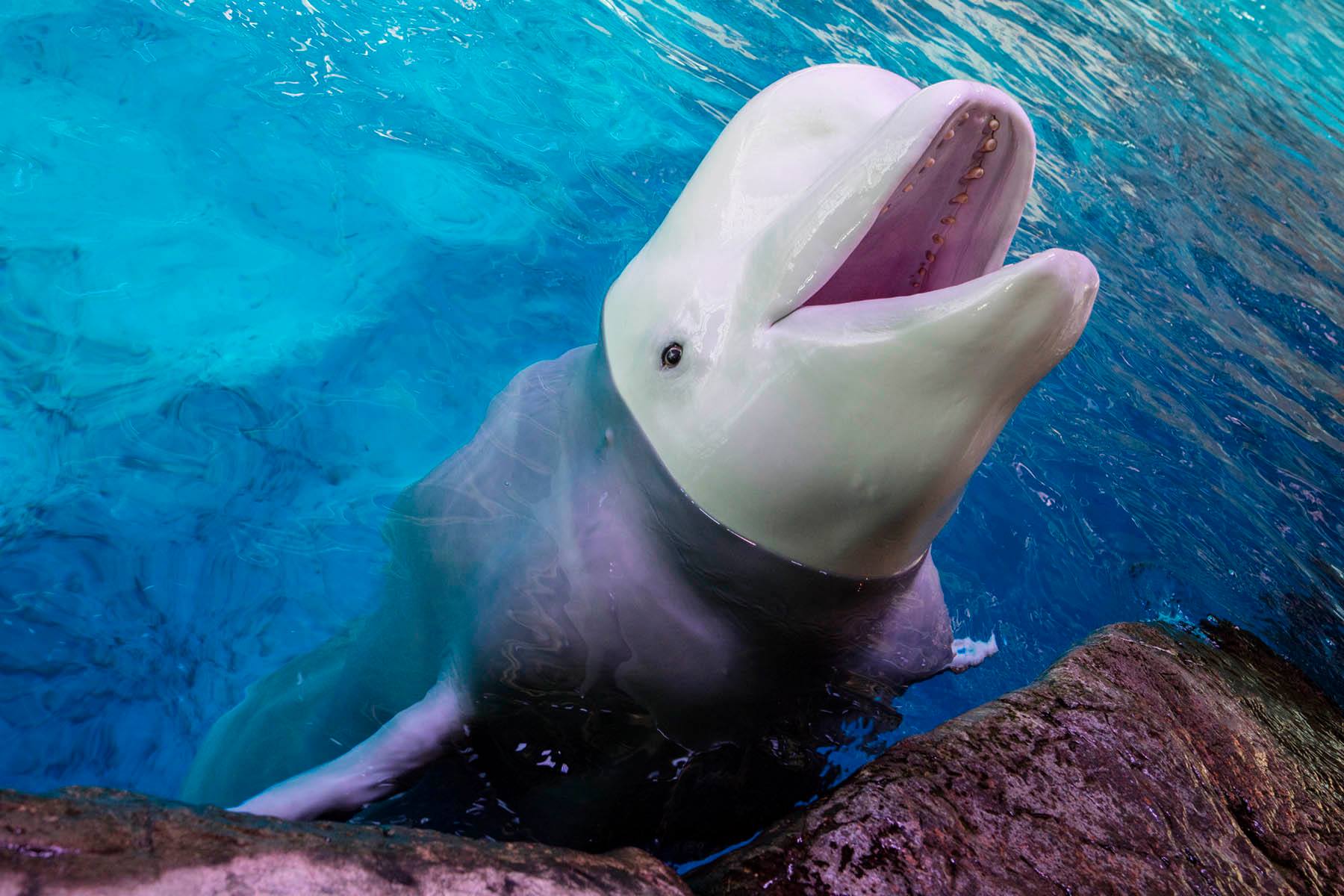 Beluga whale undergoes successful general anesthesia to remove cysts dangerously close to blowhole