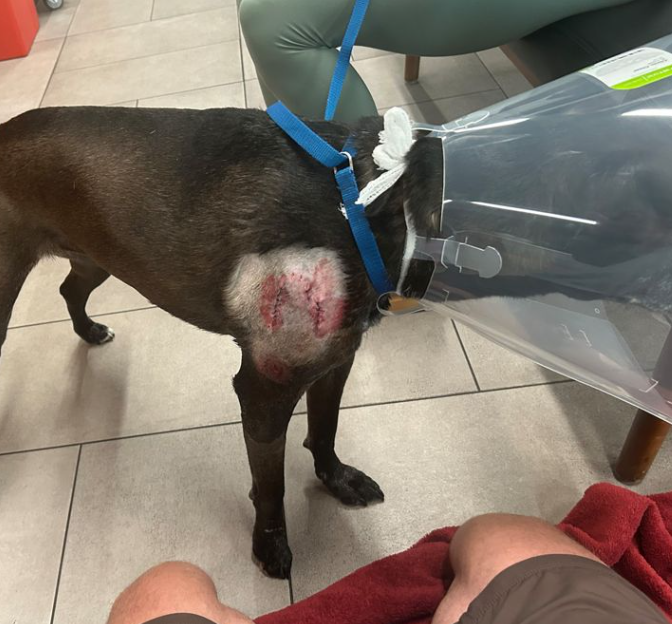 Tampa woman wrestled alligator to free dog from mouth of predator.