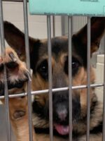 Longest stay for dog at California shelter breaks hearts as he tries his best to avoid kennel