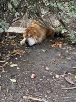 Abandoned Chow Chow barely able to see hid in the bushes for long painful night