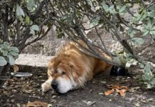 UPDATE: Abandoned Chow barely able to see bounded out from bushes when help arrived