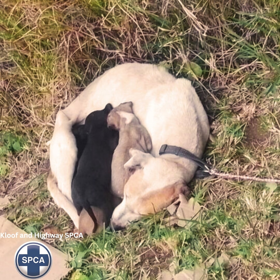 Saddest sight when shelter staff found mom dog tied to sign curled up with her 4 puppies trying to stay warm Saddest sight when shelter staff found mom dog tied to sign curled up with her 4 puppies trying to stay warm