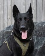 K9 Knight honored after killed in line of duty while protecting officers during domestic disturbance K9 Knight honored after killed in line of duty while protecting officers during domestic disturbance