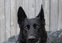 K9 Knight honored after killed in line of duty while protecting officers during domestic disturbance