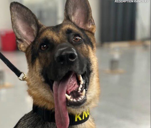 From stray puppy that lived in parking lot to police K9 hero who helped find 2 missing kids