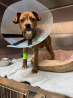 UPDATE: Puppy’s incredible will to survive after being struck by train UPDATE: Puppy’s incredible will to survive after being struck by train
