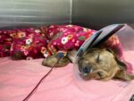 Puppy’s will to survive unmistakable in greatest fight for his life after critically injured when struck by train Puppy’s will to survive unmistakable in greatest fight for his life after critically injured when struck by train