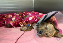 Puppy’s will to survive unmistakable in greatest fight for his life after critically injured when struck by train