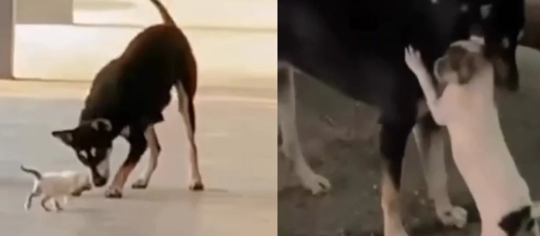 Heartbreaking: Beloved dog Kopi who captured hearts while playing with stray kitten culled by local government Heartbreaking: Beloved dog Kopi who captured hearts while playing with stray kitten culled by local government