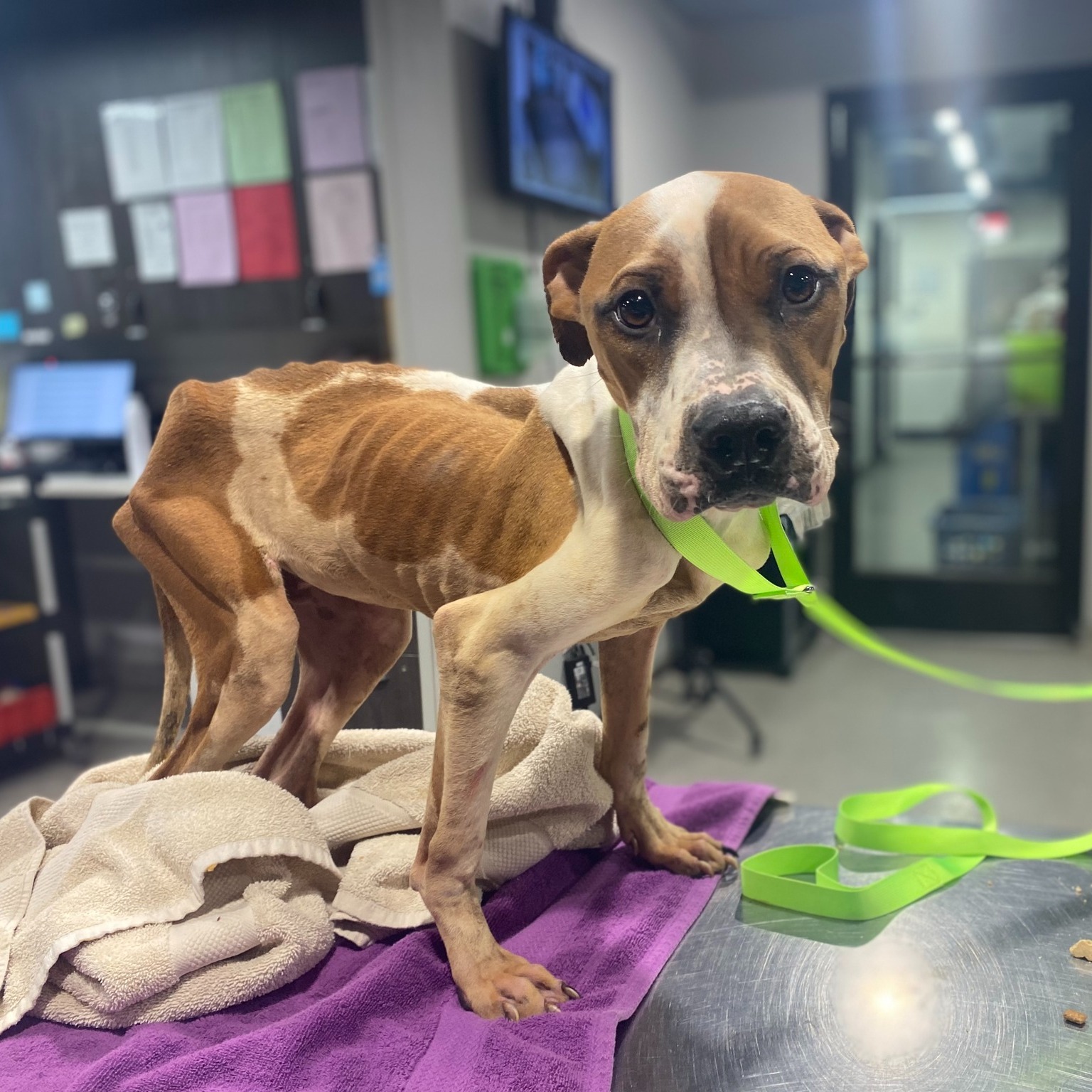 Abandoned puppy who spent life in wire crate never stops wagging his tail as Tampa shelter helps him make miraculous recovery