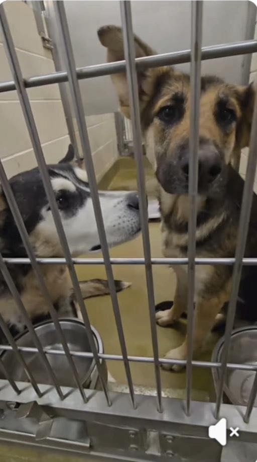 Sweetest pair’s days numbered at California shelter in prep for 4th of July intake Sweetest pair’s days numbered at California shelter in prep for 4th of July intake