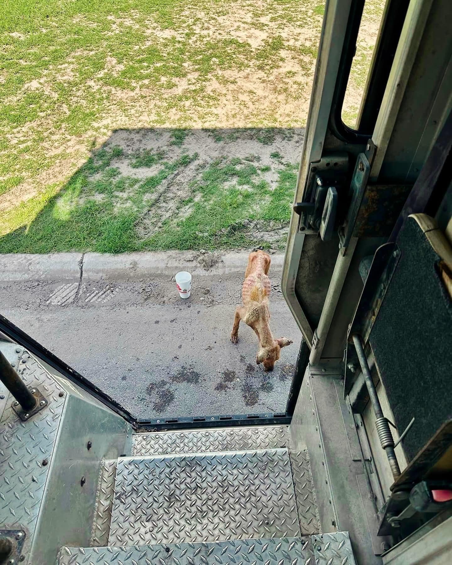 Remember neglected pup found by UPS driver in 104 degree Texas temp? Check Kylie’s amazing recovery