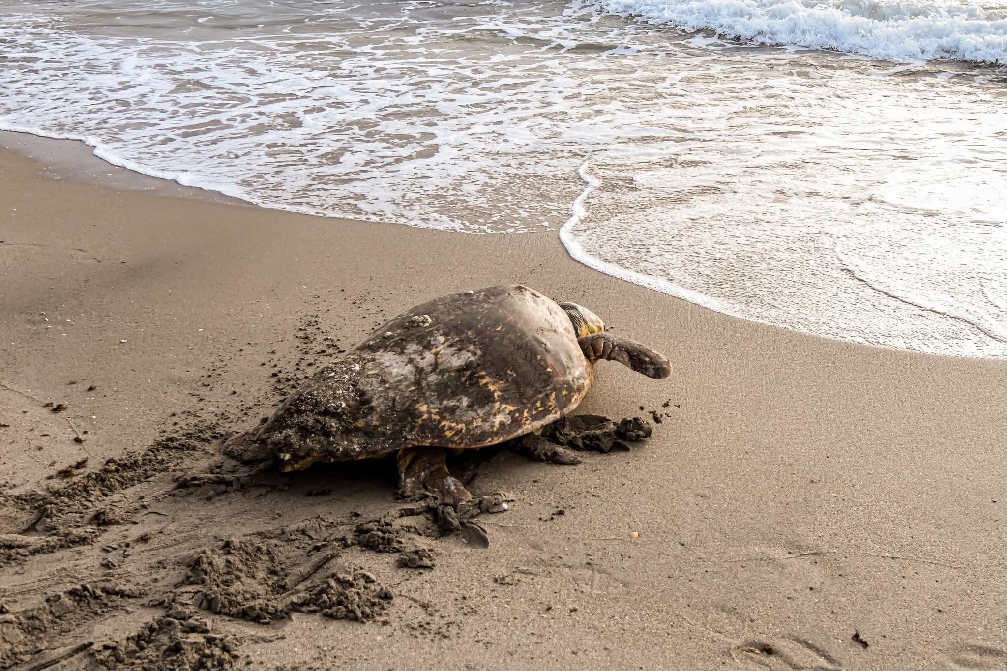 300 pound loggerhead turtle wedged between rocks on Florida beach rescued by first responders