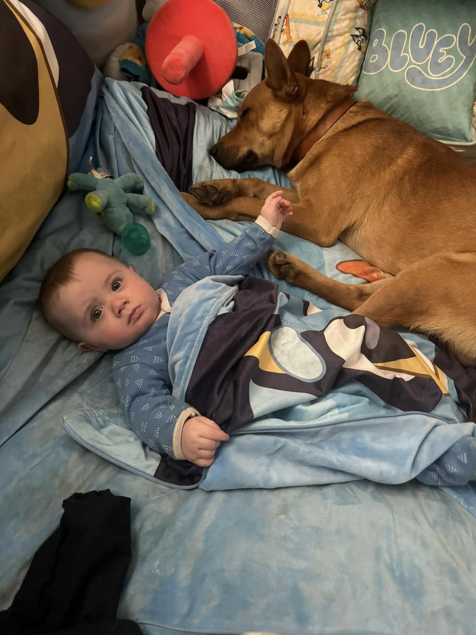 Hero dog rescued from Hurricane Helene saved his new family from kitchen fire